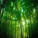 pic for bamboo forest 